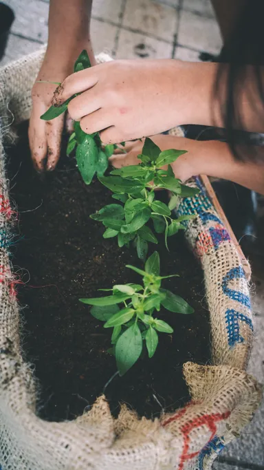 麻袋と廃棄衣服のプランター 5