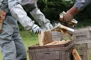 養蜂作業スタート