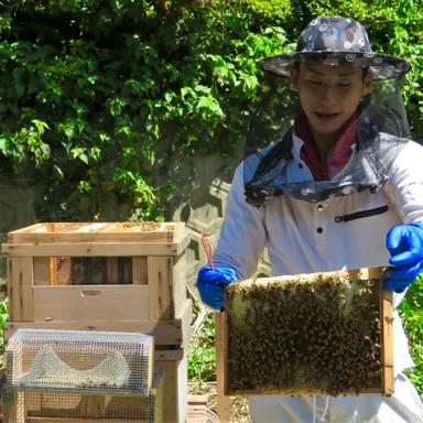 島の新たな産業づくりに挑戦「養蜂」