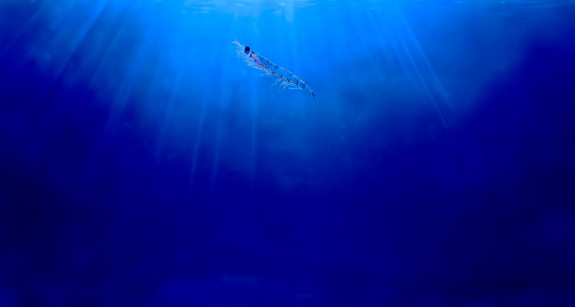 クリルオイルが主要な心血管系疾患のリスクを大幅軽減 世界最大規模の