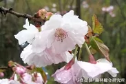新種の桜「はるか」