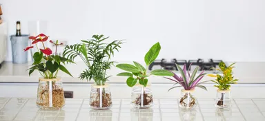 20種類の水耕栽培植物をオンラインで販売