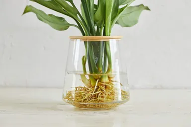 水耕栽培だから毎日の水やりが不要