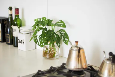 土を使わず衛生的なのでどんな場所にも置ける