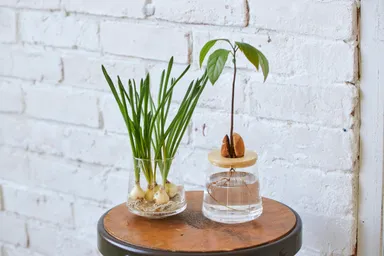 球根やアボカドの種の栽培も楽しめる