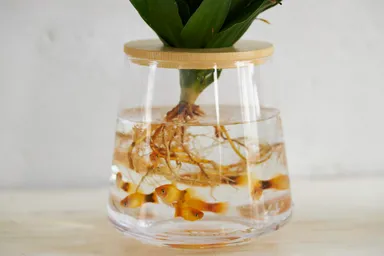 植物と一緒に熱帯魚も飼える