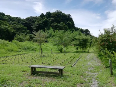 これまでの合葬墓・樹(じゅ)