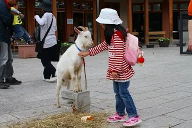 ヤギと女の子