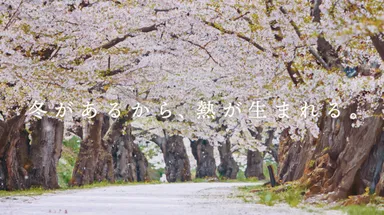 弘前公園(桜)