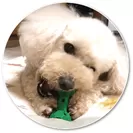 『PETKISS ワンちゃんの歯みがきおもちゃ』特長(3)