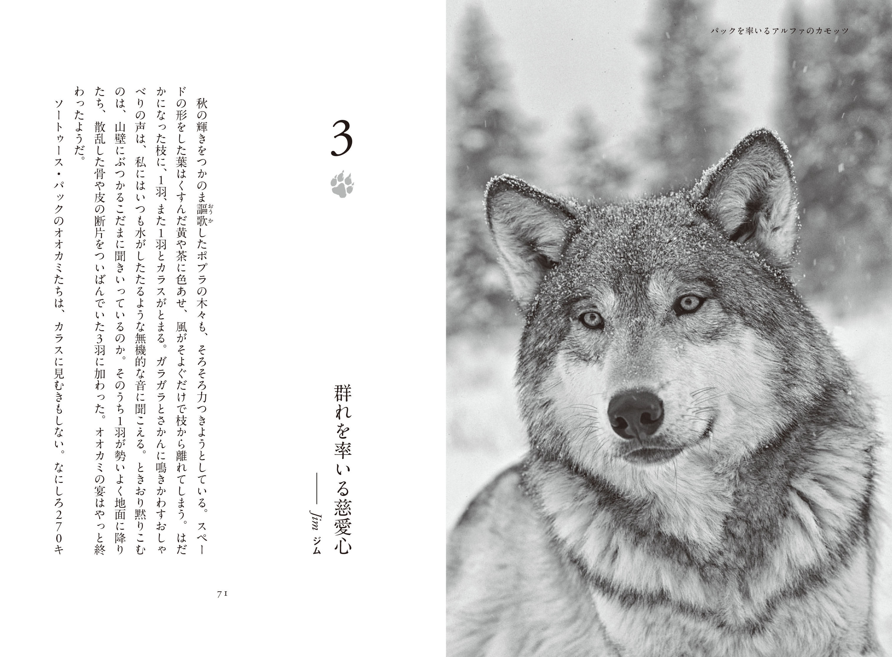 書籍『オオカミの知恵と愛ソートゥース・パックと暮らしたかけがえのない日々』発売中｜日経ナショナル ジオグラフィック社のプレスリリース