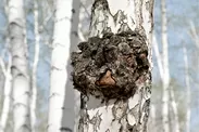 冬の白樺の木に生えるチャーガ(ロシア)