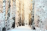 冬のロシアの白樺林