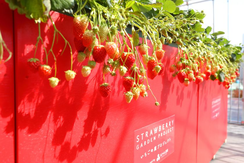 【あべのハルカス近鉄本店】
百貨店の屋上でいちご摘み体験！
「いちごの庭プロジェクト」

