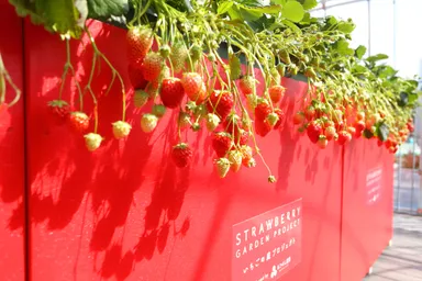 いちごの庭プロジェクトイメージ