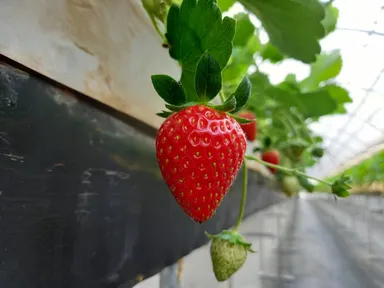 おいＣベリー」