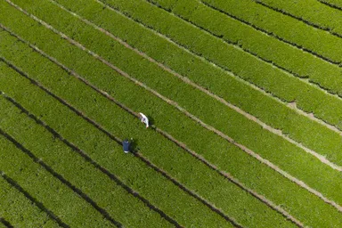 オーガニック環境から