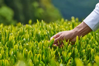 厳選された茶葉を