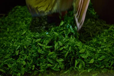 茶葉にあった火入れで