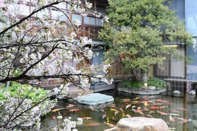 治作池　桜装飾イメージ