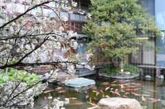 治作池　桜装飾イメージ