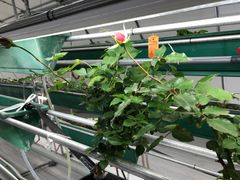 img_299251_3.jpg