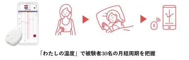 被験者30名の月経周期を把握