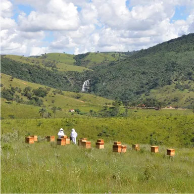ブラジル山と巣箱