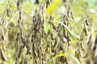 豊かなおいしさは人々とのつながりのなかで生まれます