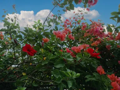 「宮崎県の移住支援策」