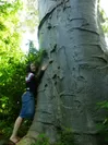 バオバブ巨木と代表グウェブ 美保