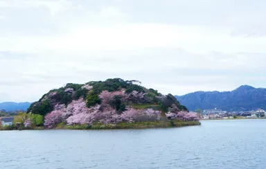 4月10日ごろまでは目の前のはなれ湖が桜に包まれる