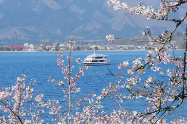 桜クルーズ