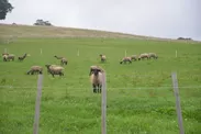 松尾めん羊牧場のサフォーク