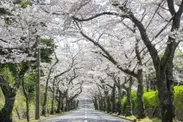 伊豆高原桜並木