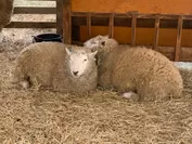 羊の兄弟