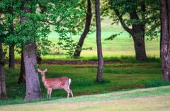 img_300981_6.jpg