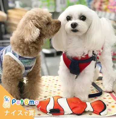 「ナイスで賞」