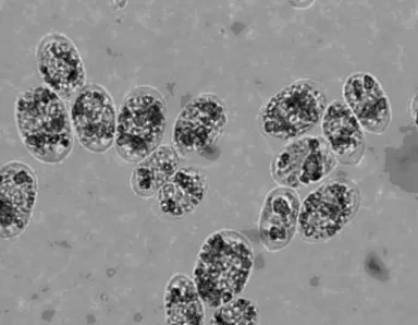 Chlamydomonas sp.の位相差顕微鏡写真