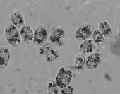 Chlamydomonas sp.の位相差顕微鏡写真