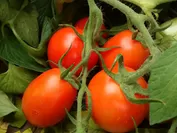 新品種トマト「すずこま」