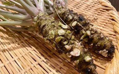 中伊豆産本わさび