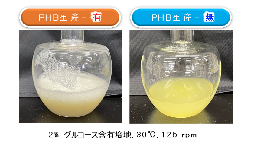 瓢箪から駒！生分解性プラスチックの微生物合成の過程で
「膜小胞の分泌生産」を世界に先駆けて発見