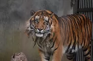 絶滅の危機にあるトラ