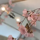 鑑の枝垂れ桜