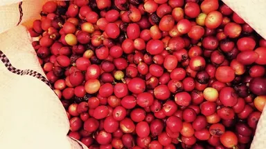 コーヒー果実に高い機能成分が