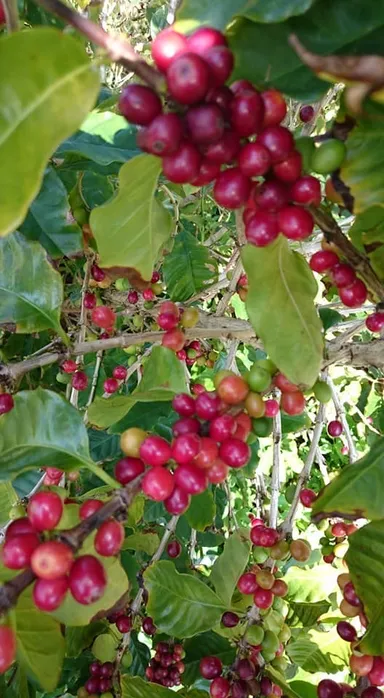 コーヒーの樹木に実るコーヒーチェリー