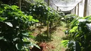 沖永良部島コーヒー農園