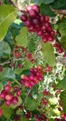 コーヒーの樹木に実るコーヒーチェリー