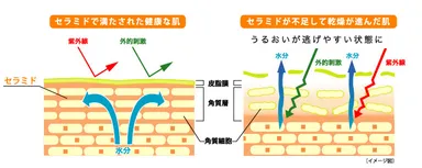 セラミドについて